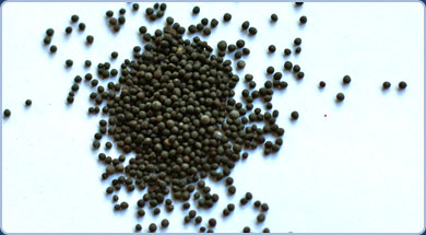 Black Mustard Seed