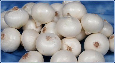 White Onion